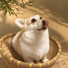 Handwoven Bamboo Pet Bed Basket – Natural Round Cat & Dog Nest - Innerbillion
